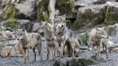 Une cohabitation &agrave; r&eacute;inventer