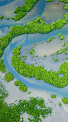 被人类遗忘的森林