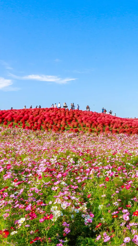 今日はコスモスの日
