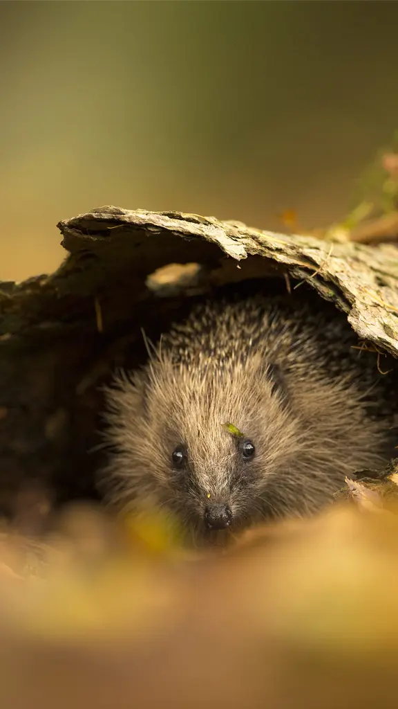 该位置已被占领