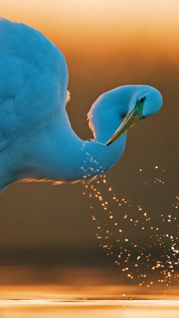 This egret has no regrets
