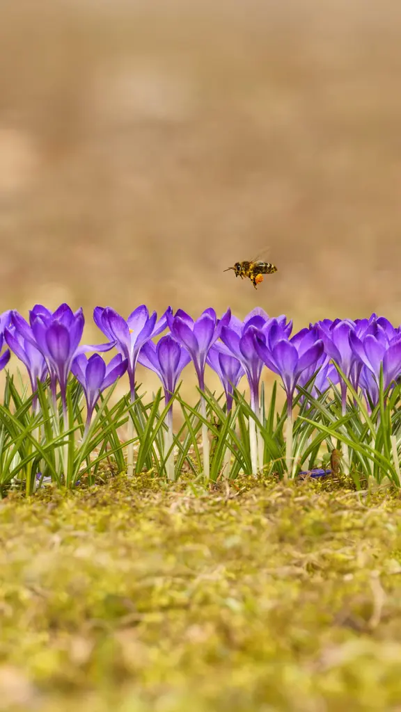 谢谢你们，小蜜蜂！