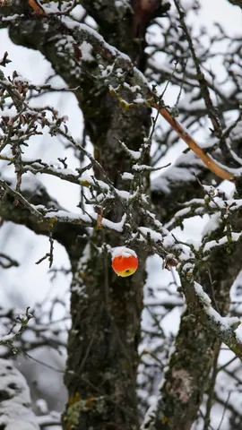 Ein Hauch von Rot im Winter