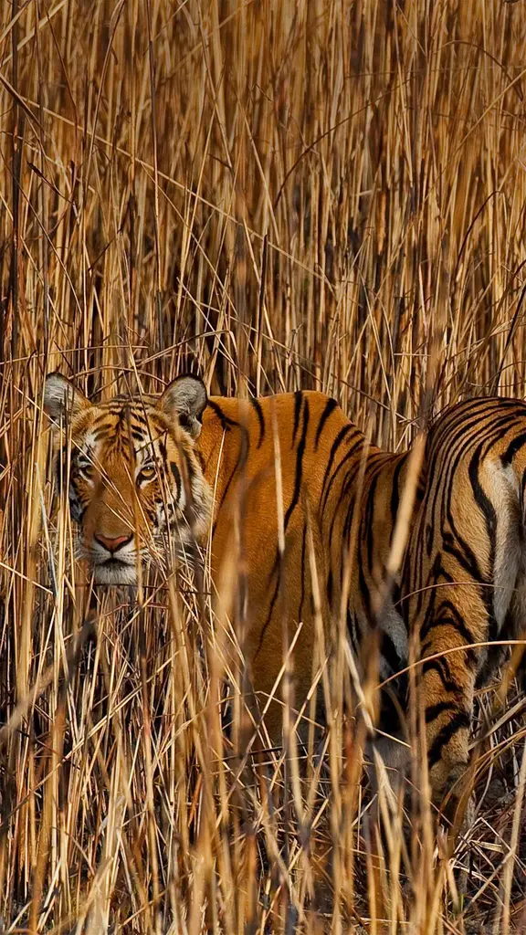 隐藏在高草丛中的老虎，印度阿萨姆邦