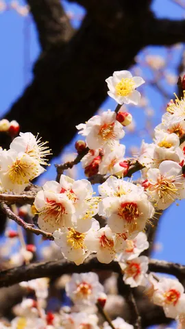 今日から水戸の梅まつり