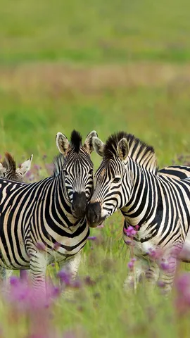 斑马快活的一天