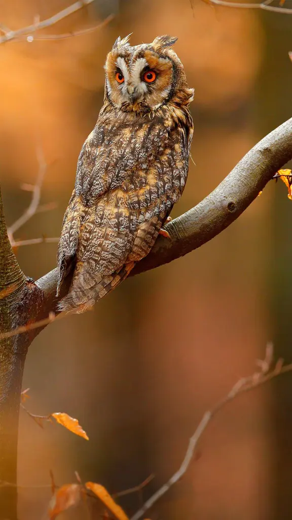 &ldquo;长耳&rdquo;猫头鹰