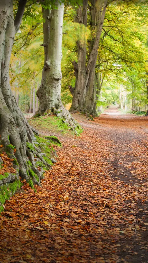 古老的水青冈树，英国北安普顿郡