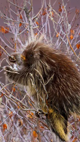 爬上柳树枝头的豪猪，美国阿拉斯加