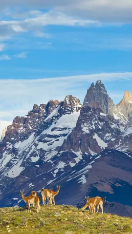 今日はリャマの日