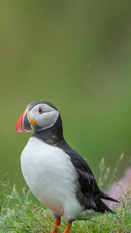 It's puffling season!