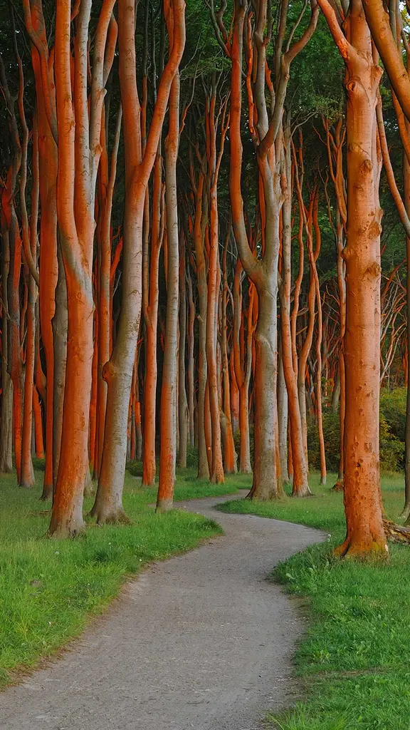 Vor lauter B&auml;umen den Wald nicht sehen