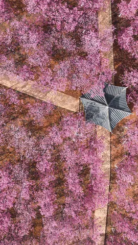 粉嫩的春日美景