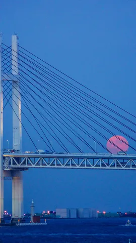 今日は中秋の名月