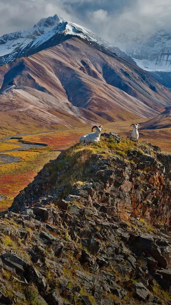 迪纳利国家公园里的白大角羊，阿拉斯加
