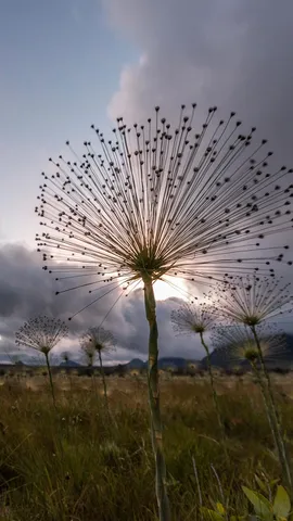 Mortas, por&eacute;m vivas?