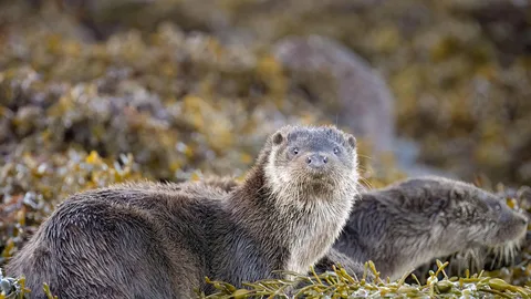 'Otter' you looking at?