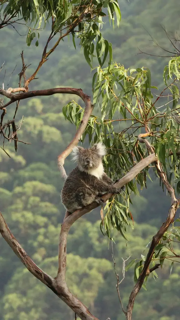 Koala in a eucalyptus tree, Great Otway National Park, Australia