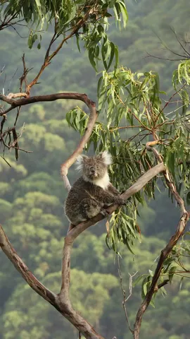 Koala in a eucalyptus tree, Great Otway National Park, Australia