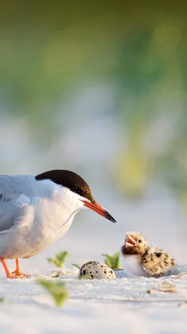 Kennen Sie diese Vogelart?
