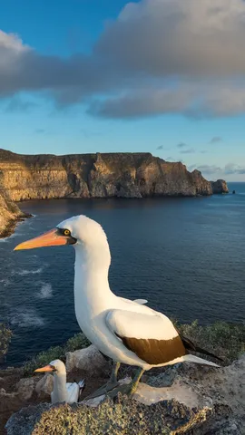 Ein schlaues Kerlchen