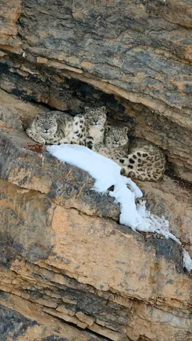 Snow leopard with her cubs, Spiti Valley, Cold Desert Biosphere Reserve, India