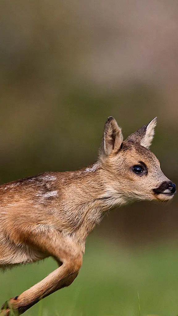 这只小可爱在哪里?