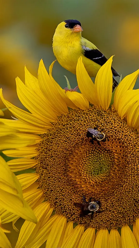 &ldquo;薯片鸟&rdquo;
