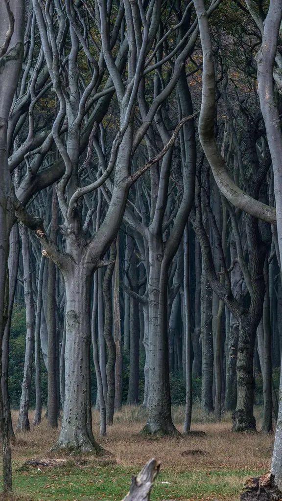 Segreti boschivi e foschia marina