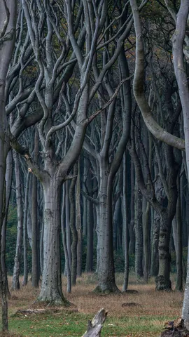 Uma floresta misteriosa