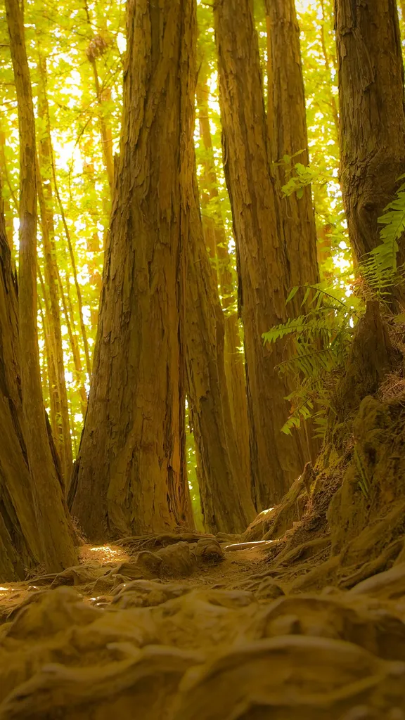 今日はミュアウッズ国定公園の指定記念日