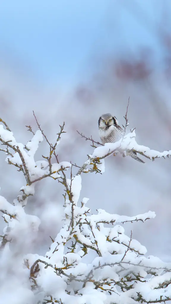Uma coruja que prefere o dia